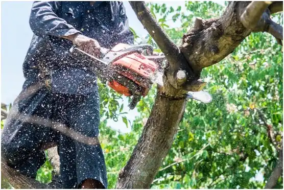 tree services Tanglewilde